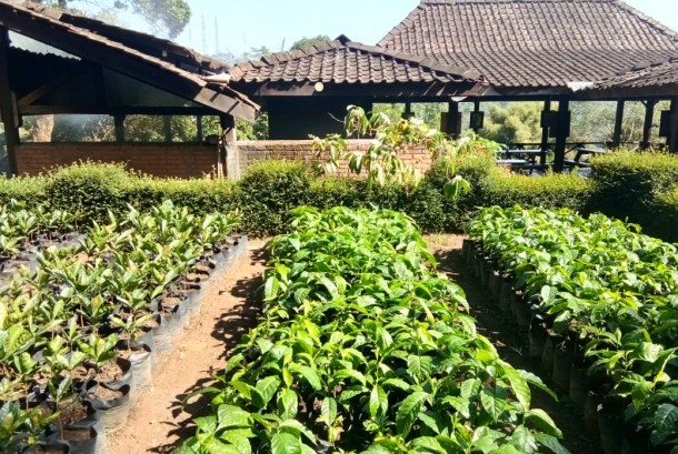 kebun kopi indonesia